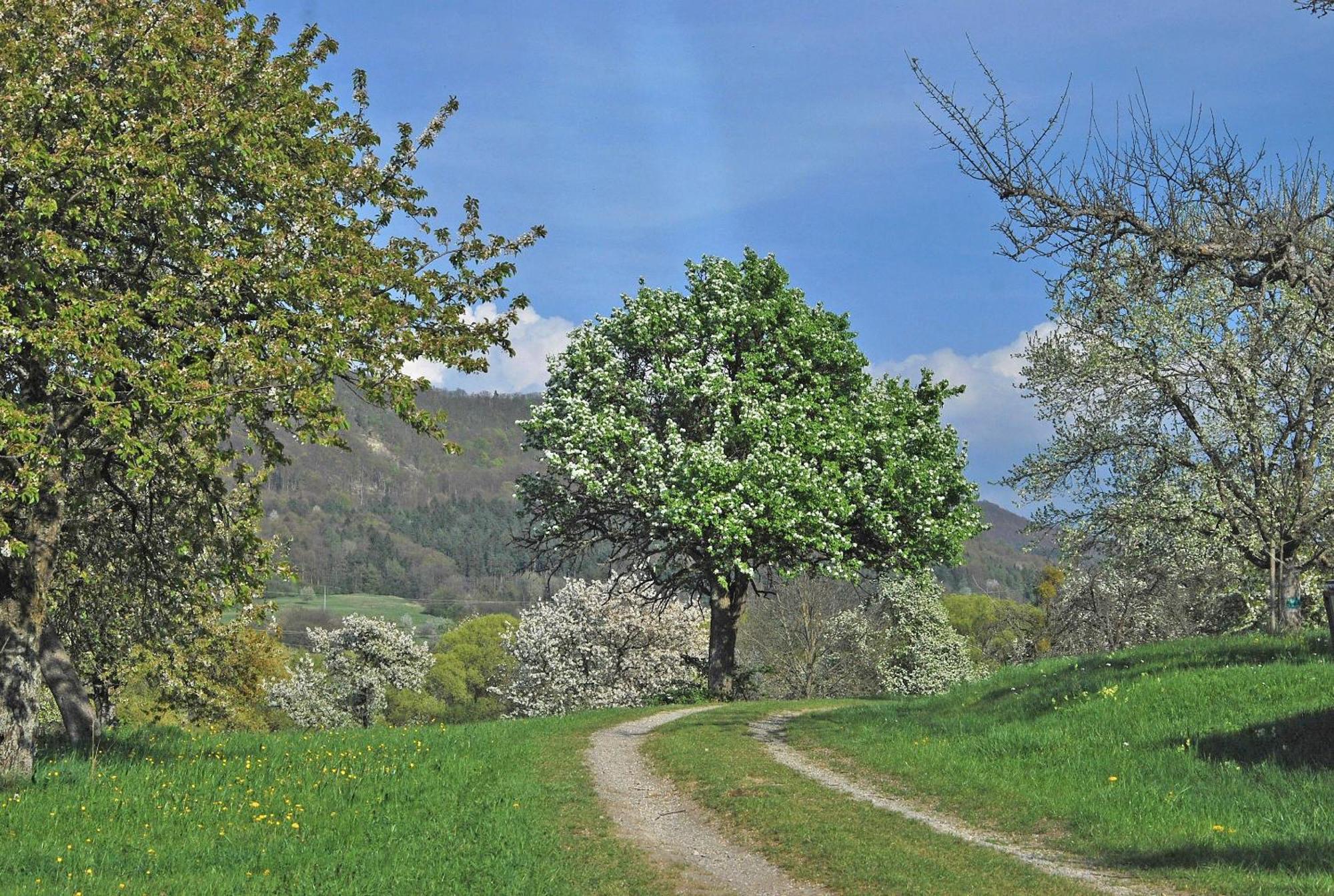 Ferienwohnungen Beim Imker Mössingen Exteriör bild